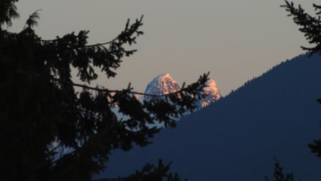 the upper view of the leaves of a tree in the mountainous area in capitol hill reservoir park surrounded with different green trees and snowy mountains - close up shot