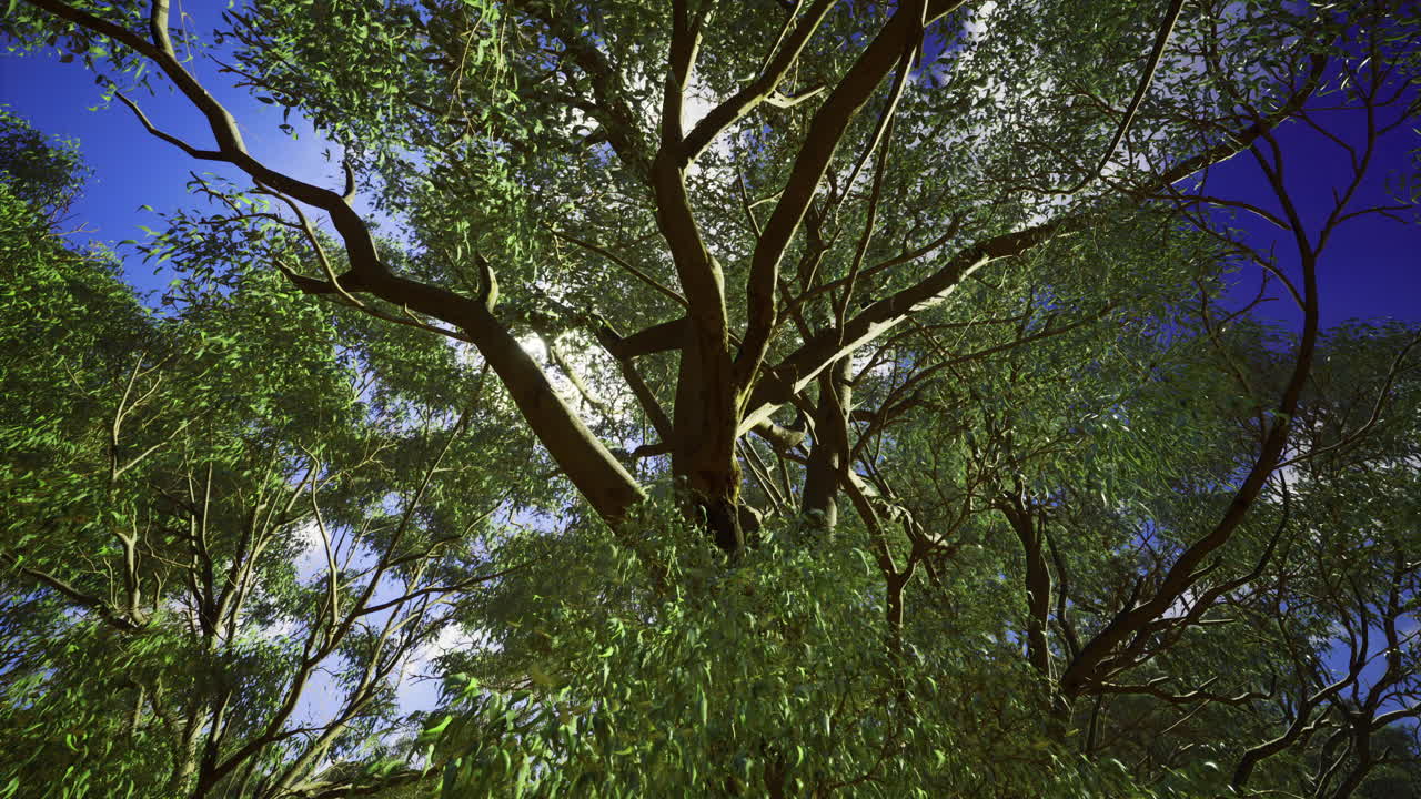 Majestic tree canopy with sunlight filtering through green leaves