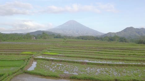 aerial view of terraced rice fields in magelang, indonesia