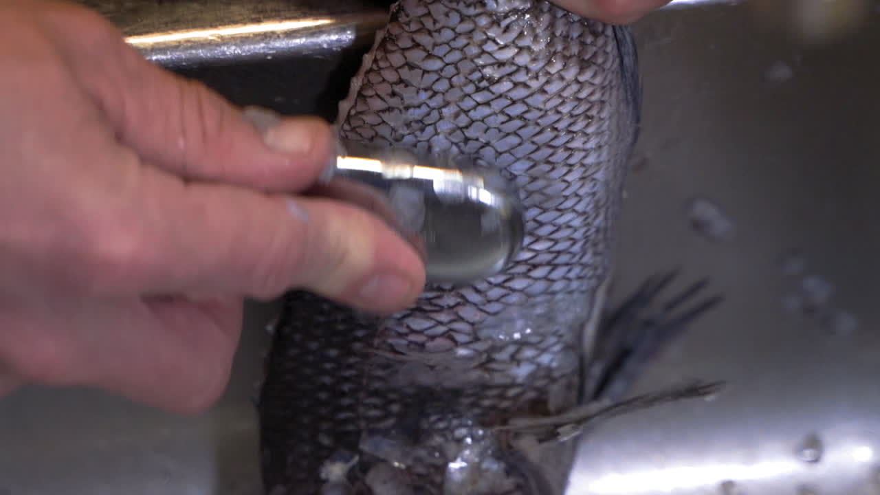 슬로우 모션으로 밝은 싱크대에서 신선한 생선을 청소하고 물때를 제거하는 사람의 손을 닫습니다