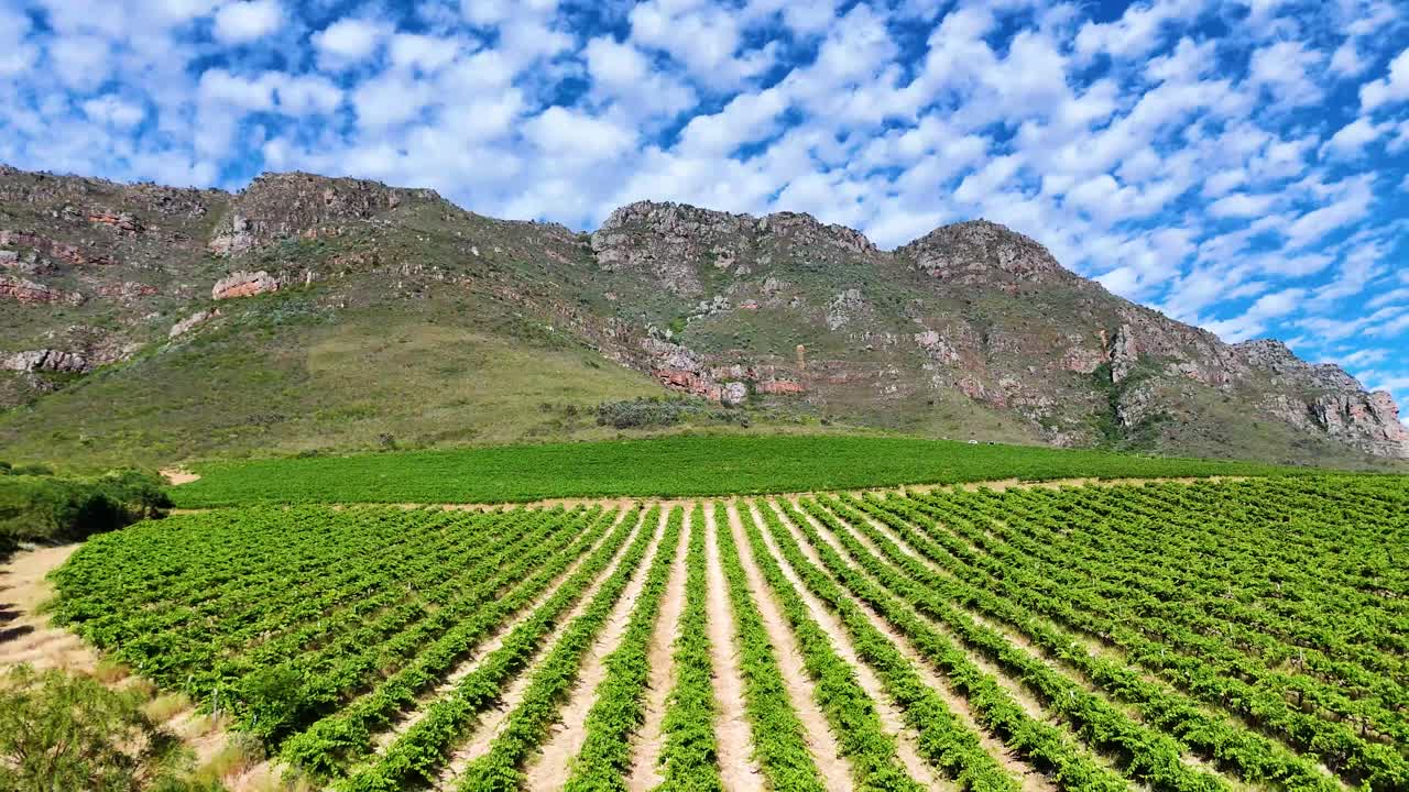 Lush vineyards with mountains and blue sky in the background