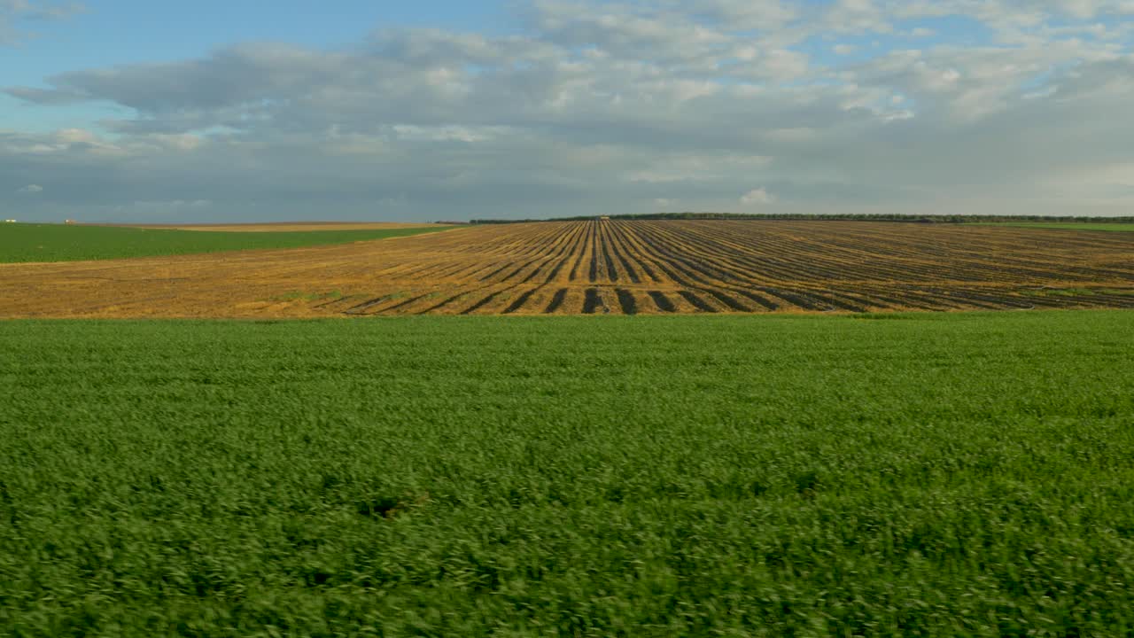 Wunderschönes Feld mit grünem Gras, Landwirtschaft