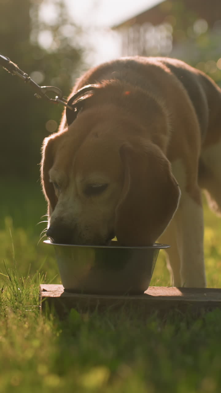 Dog on leash eating from metal bowl placed on wooden plank in lush outdoor garden under warm sunlight, with another empty bowl nearby, background featuring blurred greenery and distant building