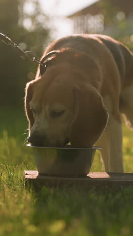 perro en la correa comiendo de un cuenco de metal colocado en una tabla de madera en un exuberante jardín al aire libre bajo la cálida luz del sol, con otro cuenco vacío cerca, el fondo con vegetación borrosa y un edificio lejano