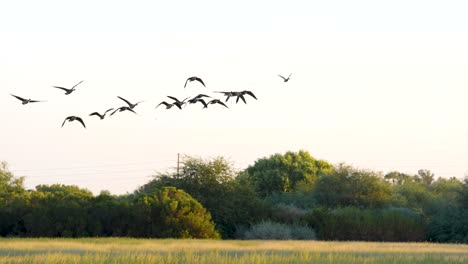 Gänse-Heben-über-Einem-Reservat-Ab-Und-Fliegen-In-Einen-Leeren-Weißen-Himmel