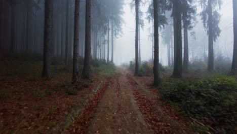 Durch-Einen-Wald-In-Richtung-Nebel-Gehen,-Der-Alles-In-Der-Ferne-Bedeckt