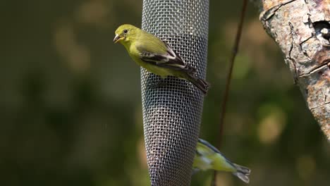 lesser goldfinches eating thistle seed a t a feeder in southern california