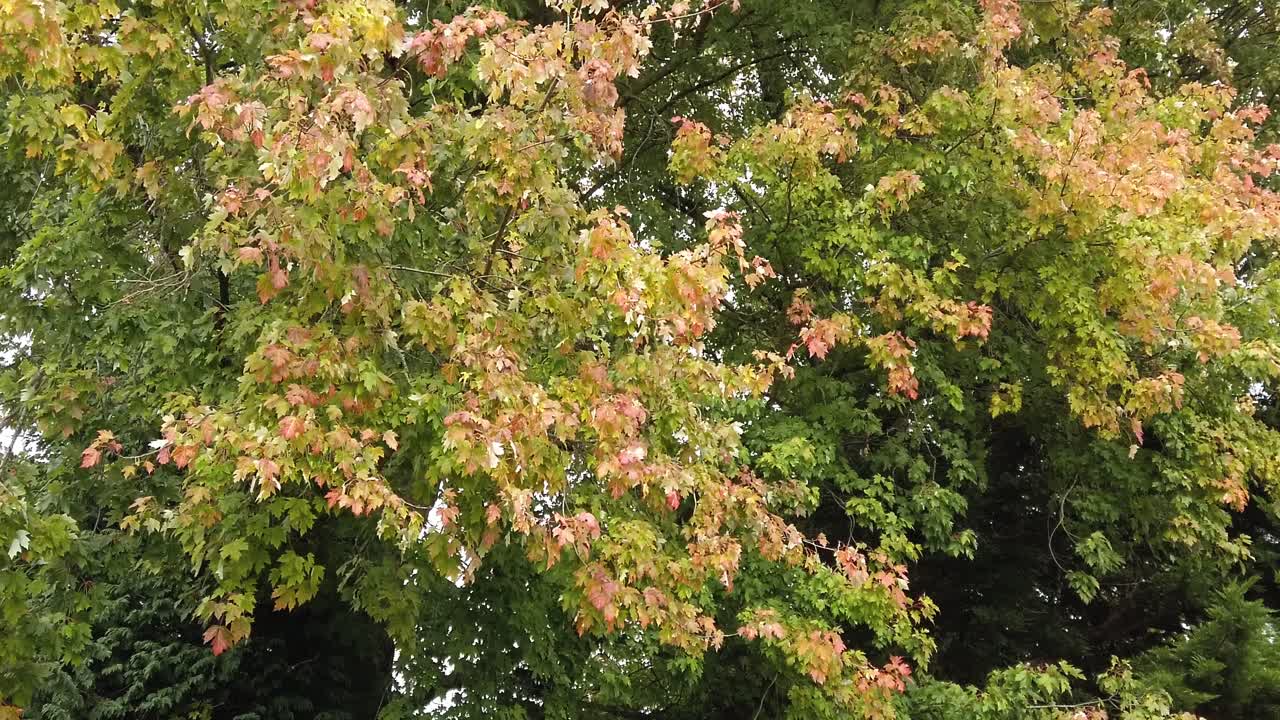 Hojas de arce cambiando de color de verde a rojo con el inicio del otoño