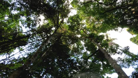 view of forest canopy from below