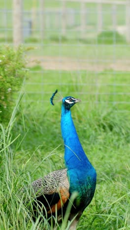 funny indian peafowl (male peacock) singing opera. vertical shot