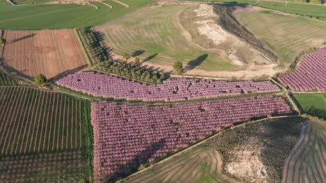 Agricultural-fields-Spain-aerial-landscape-sunset-spring-blossoming-trees