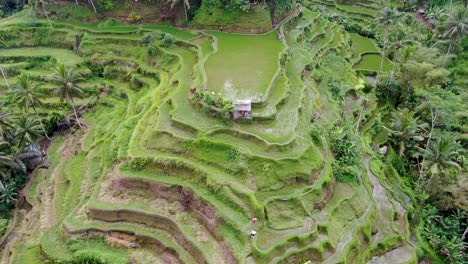 Tiny-wooden-hut-on-top-of-wet-rice