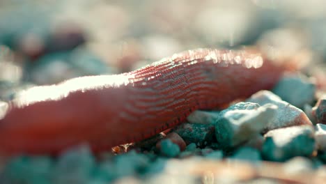 close up view of snail without shell slowly crawling macro shot