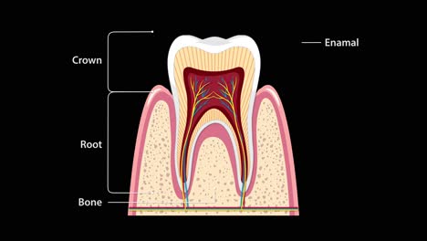 cross-sectional tooth illustration gradually adds anatomical labels, highlighting enamel, dentin, pulp, gum, root canal, and bone against a black background with smooth transitions