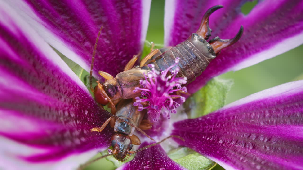 Two common earwigs, Forficula auricularia, rest in colourful common mallow flower, malva sylvestris. Macro insects.