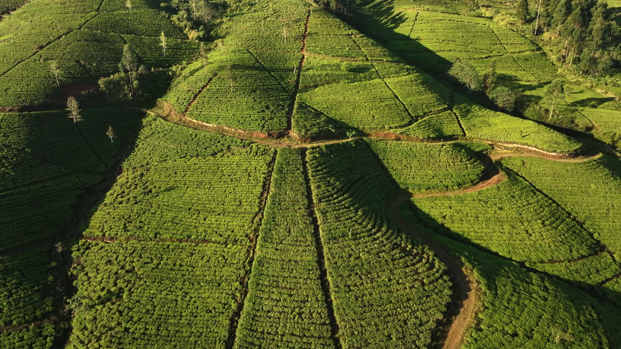 Vista aerea che si inclina su una piantagione di tè illuminata dal sole, durante l'ora d'oro in Sri Lanka.