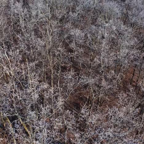 brown trees in winter season. flying over the forest.trees without leaves. natural background of leafless forest from above. aerial view.