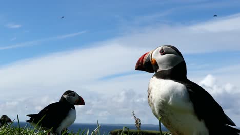 Frailecillos-De-Cerca,-Islas-Treshnish,-Escocia