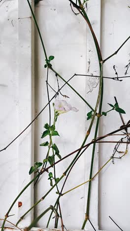 vines and flowers on a white wall