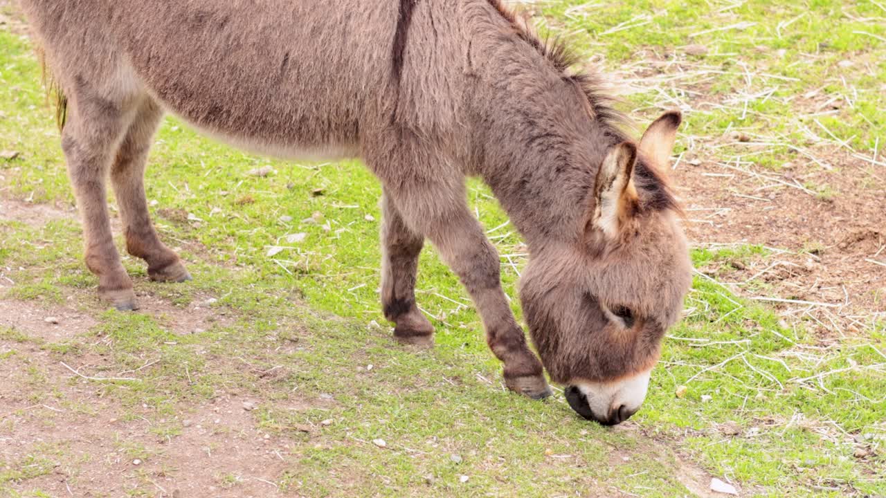 당나귀가 평화롭게 초록 잔디를 잡고 있다