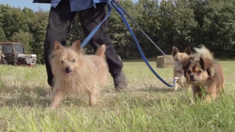 Mann-Geht-Mit-Hunden-Auf-Bauernfeld-Spazieren,-Mittlere-Aufnahme