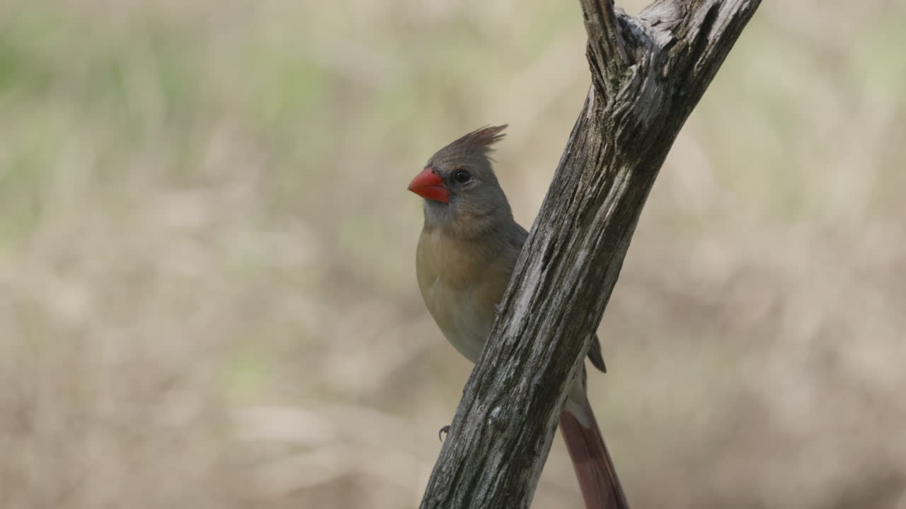 Female Northern Cardinal perched on a branch and posing before flying away - cardinalis cardinalis