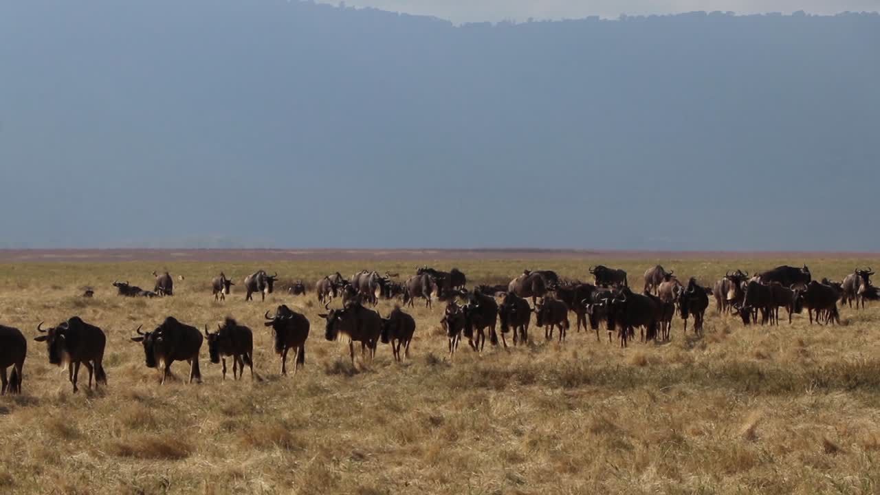 wilderbeest caminando a través del cráter de ngorongoro de tanzania durante la gran migración