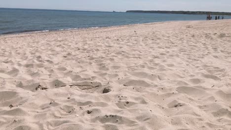 Pequeño-Bulldog-Francés-Hava-Un-Buen-Rato-En-La-Playa