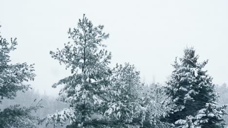 Pinos-Cubiertos-De-Nieve-En-Invierno-Mientras-Está-Nevando-Fuerte-Afuera