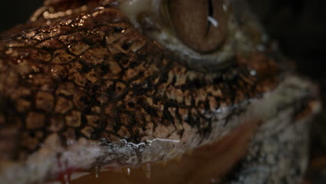 extreme macro of caiman teeth and eyes