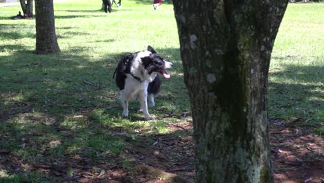 een gelukkige hond moet elke dag met zijn baasje wandelen en genieten van het gras en de zon tijdens een pauze in een park