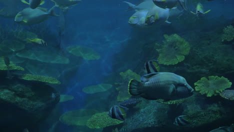 close up shot of tropical fishes and corals in aquarium siam ocean world bangkok thailand