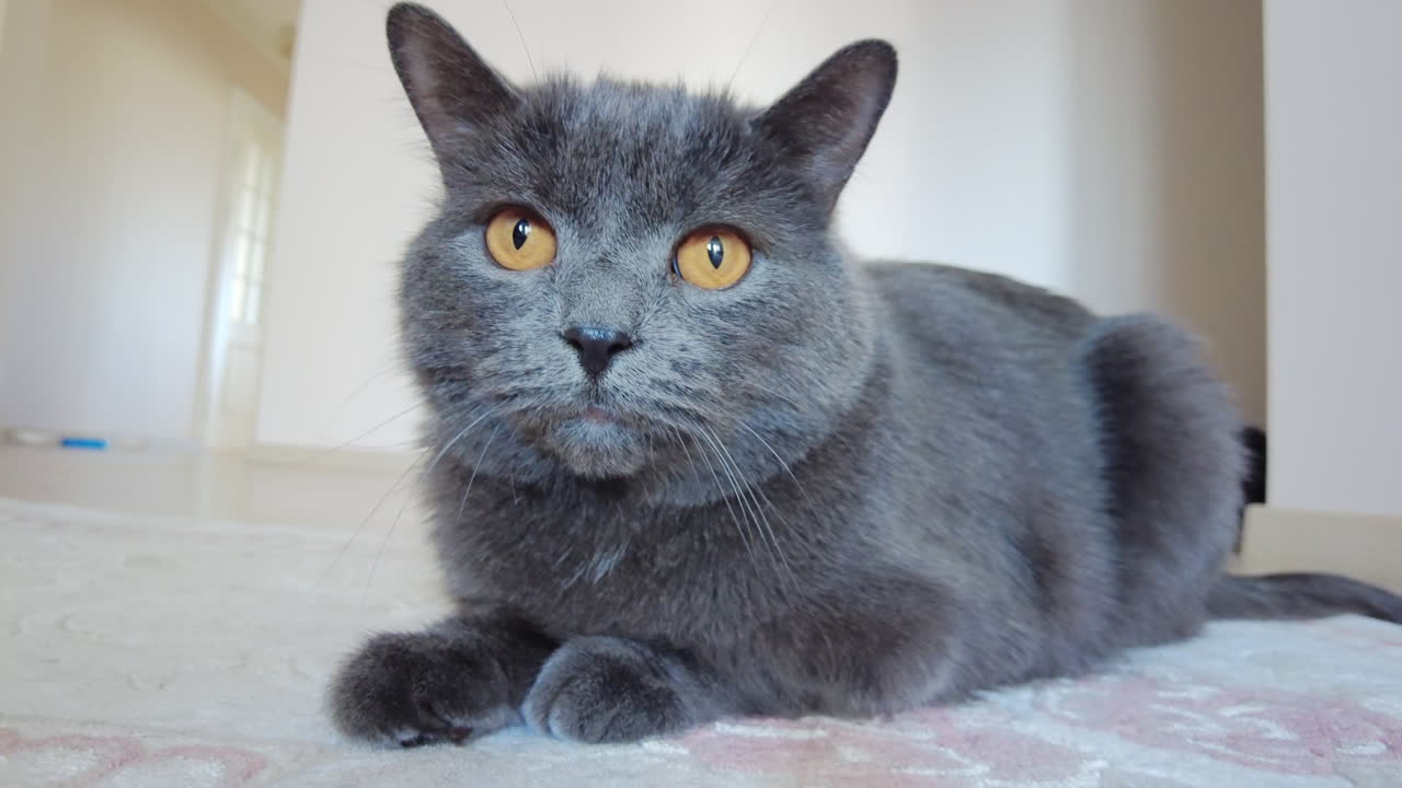 Close up of British Shorthair cat resting on a carpet