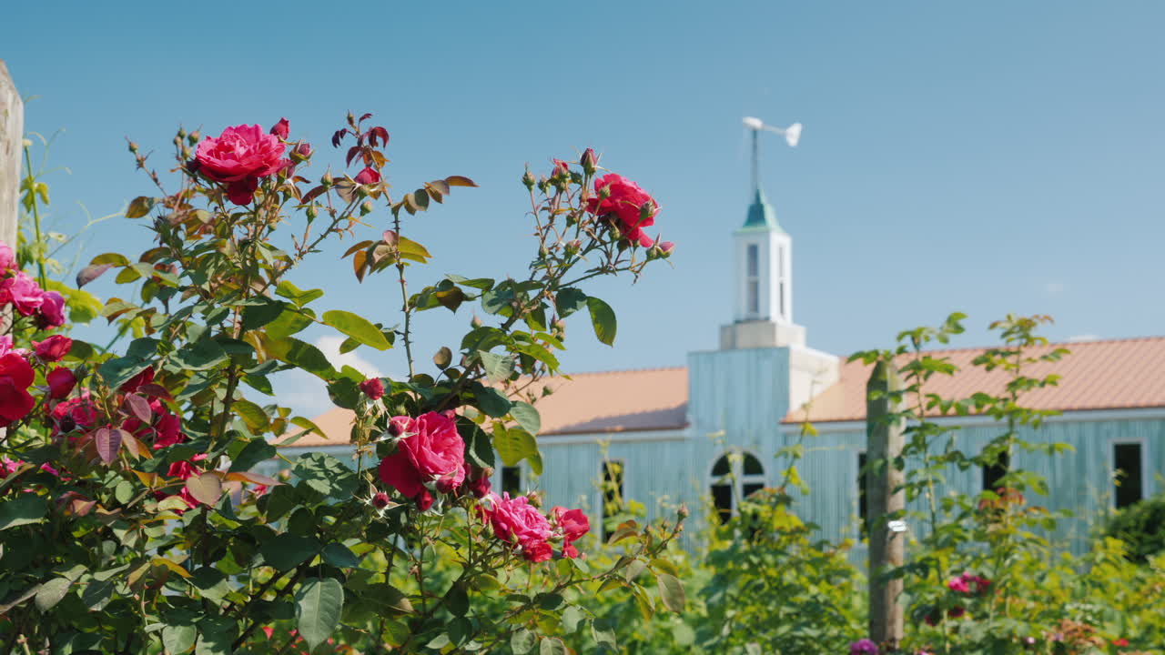 전경에 장미가 있는 대형 농업 격납고와 후면 그래프에 작은 풍력 발전기