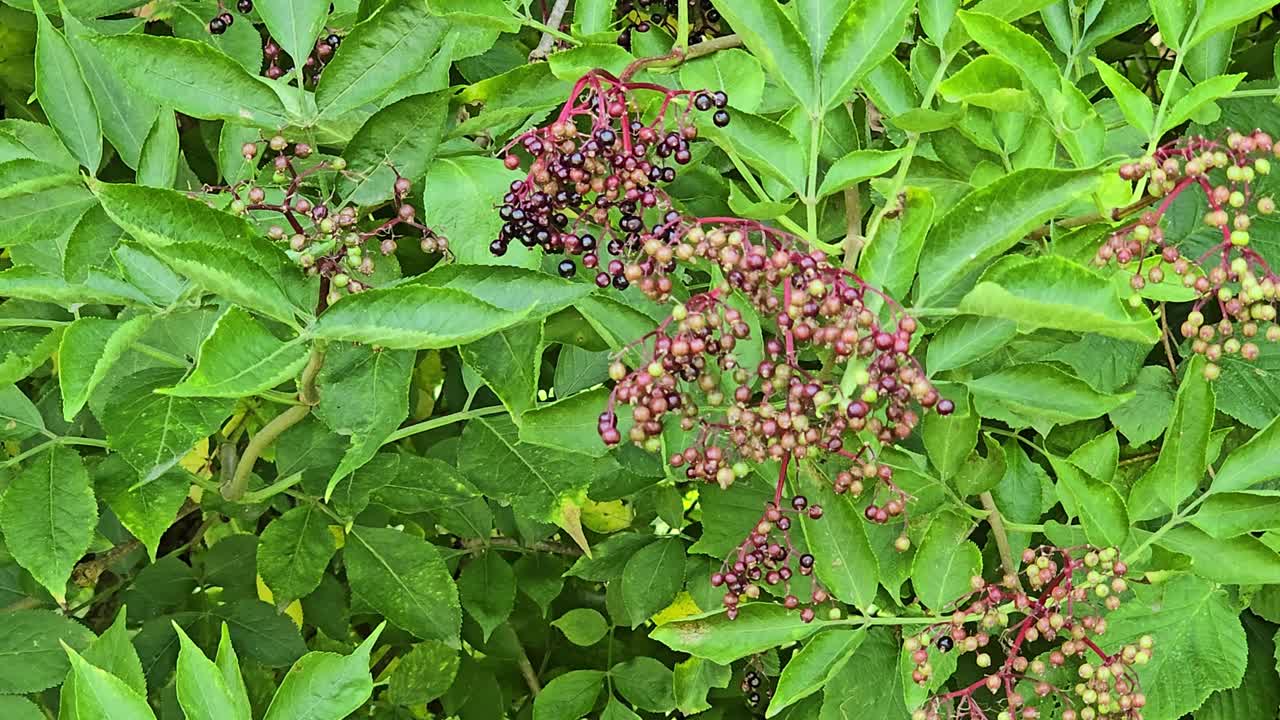 Elderberry bush with black fruits and green leaves