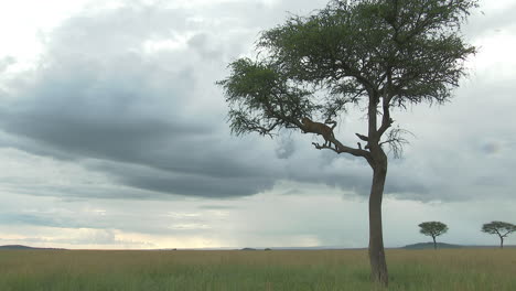 Leopard-turning-around-on-a-branch,-during-sunset,-Maasai-Mara,-Kenya