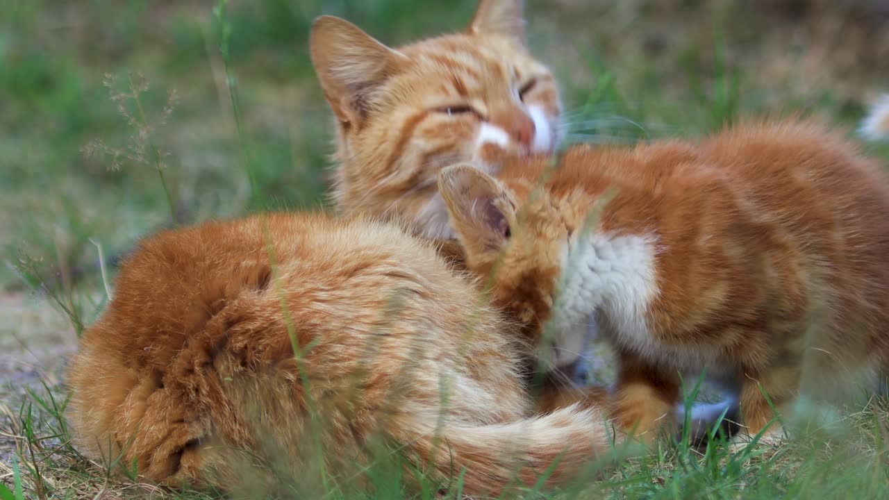 Steady closeup of young orange female dam patiently cleaning small kitten while the feline is feeding