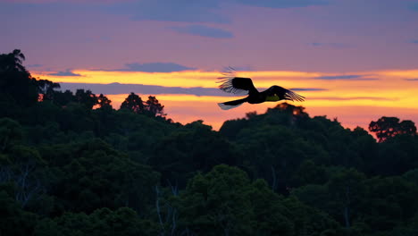 hornbill in flight at sunset over rainforest