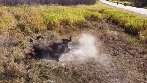 An-Einem-Heißen-Sommertag-Nimmt-Ein-Wilder-Bison-Wasserbüffel-Ein-Erfrischendes-Sandbad,-Um-Sich-In-Einem-Sandkasten-Neben-Einer-Waldautobahn-Auf-Einem-Feld-Abzukühlen,-Nur-Wenige-Schritte-Von-Seiner-Rudelfamilie-Entfernt