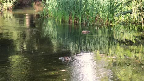 duck swimming in a serene garden pool