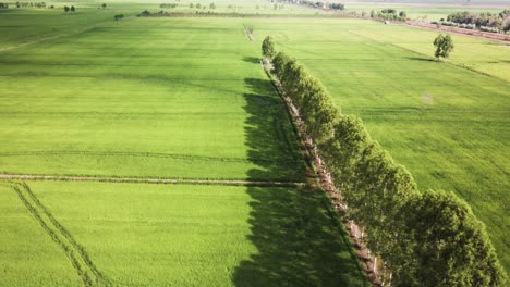 Campos-De-Arroz-Verde-Intenso-Bordeados-De-Eucaliptos-En-El-Sudeste-Asiático