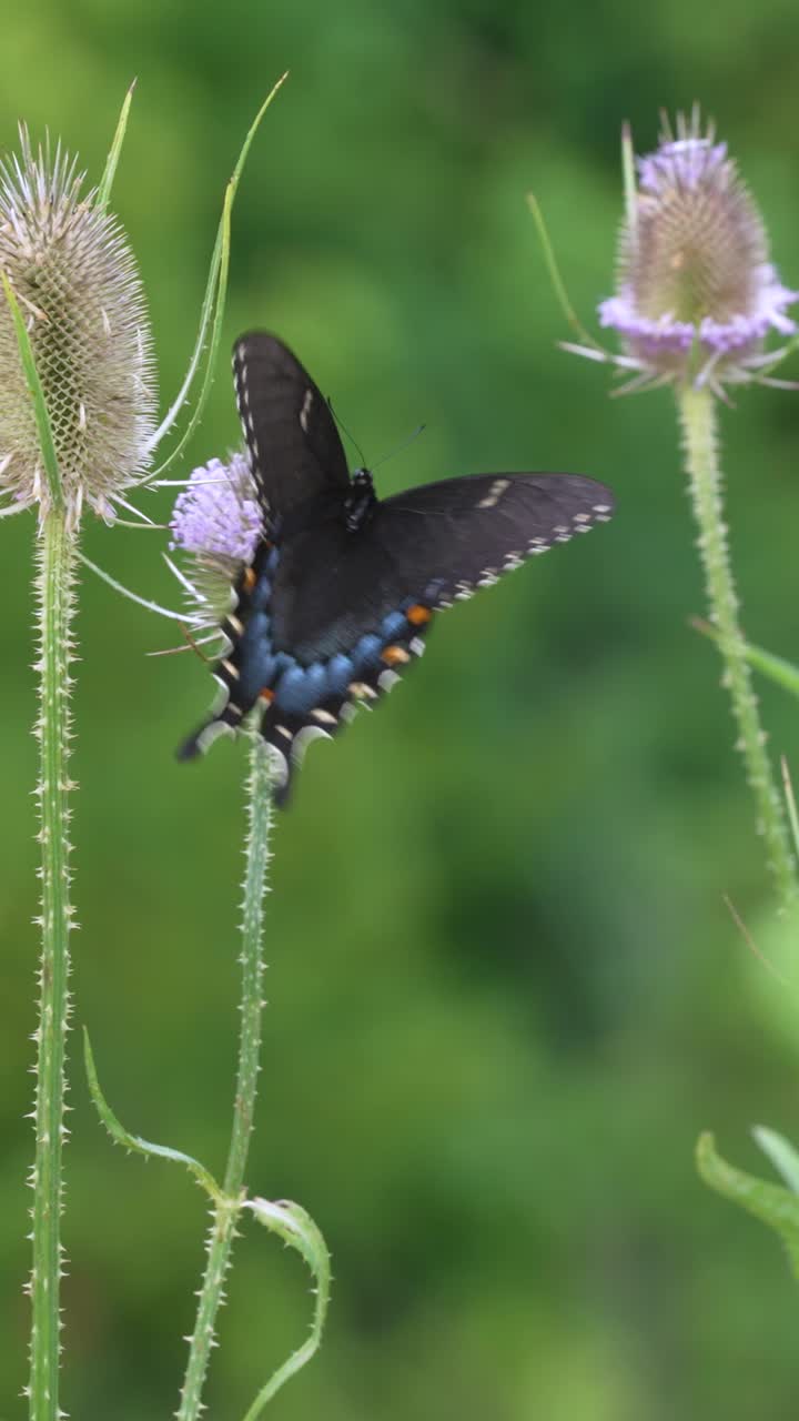 Video verticale ottimizzato per i social media della forma nera di un Eastern Tiger Swallowtail (Papilio glaucus) su un fiore viola (Cardo selvatico)