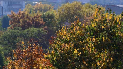 Autumn-Leaves,-Fall-Colours