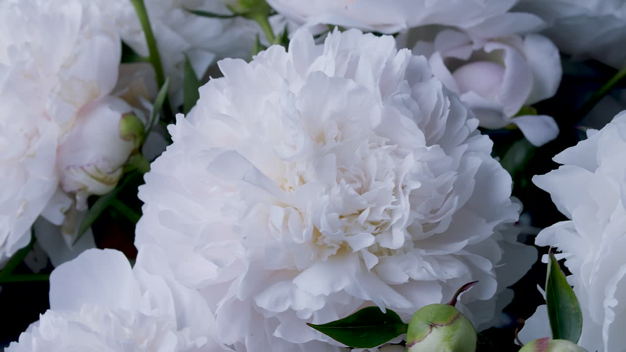 스튜디오 근접 촬영 슬라이딩 회전 디스플레이의 흰색 모란