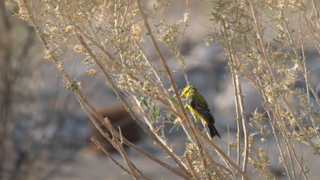 a yellow-fronted canary bird native to sub-saharan africa