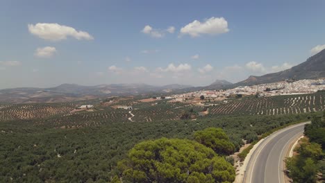 aerial view of large field of olive trees with the town of rute on the background