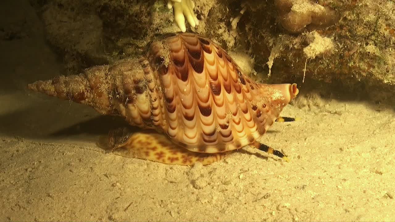caracol de trompeta de tritón buscando comida por la noche en el arrecife de coral en el mar rojo
