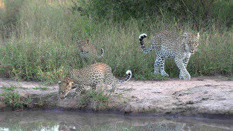 un leopardo hembra con cachorros se acerca lentamente al pozo de agua para beber