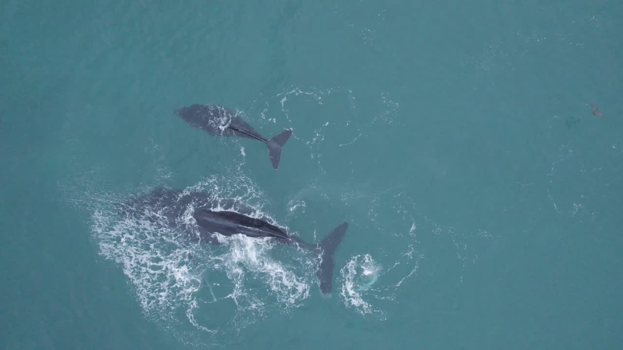 A whale with a calf thrashing in the water in the Gulf of California. A pelican is seen cruising in flight