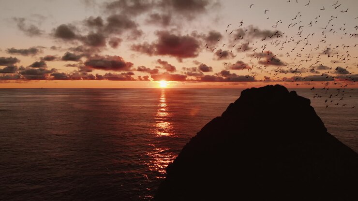 puesta de sol sobre el océano con pájaros